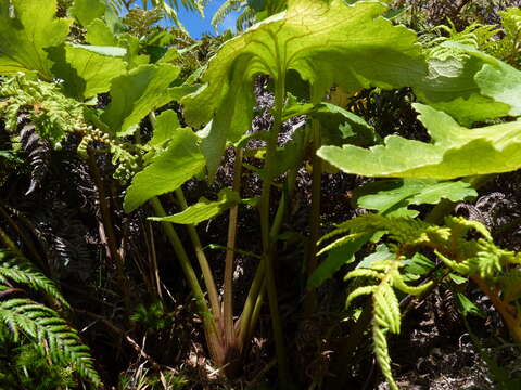 Image of Sonchus regius (Skottsb.) S. C. Kim & Mejías