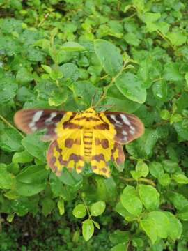 Image of Dysphania militaris Linnaeus 1758