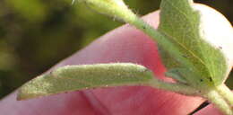 Image of Hermannia decumbens Willd.