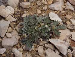 Image of silky cinquefoil