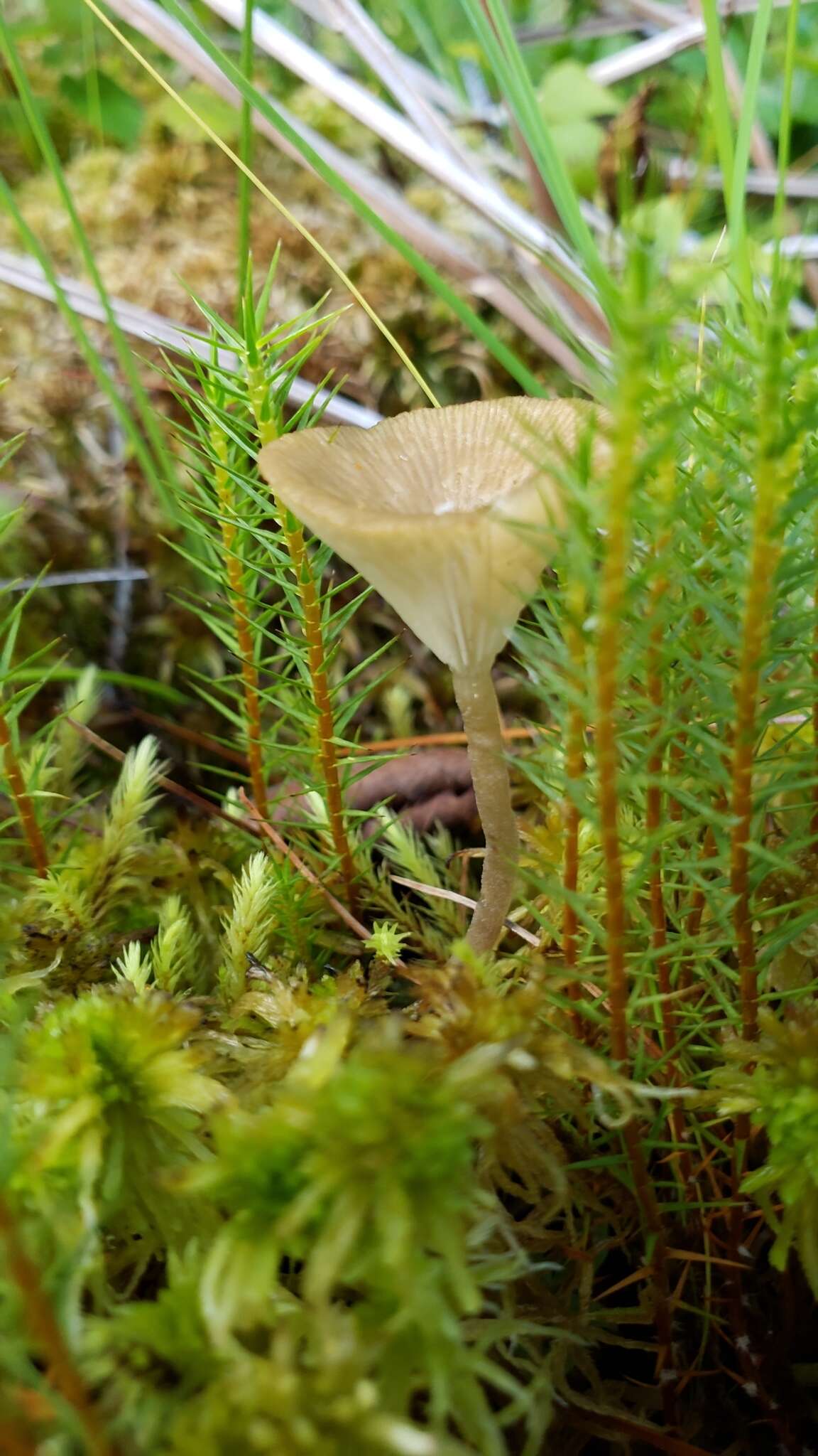 Image of Arrhenia sphagnicola (Berk.) Redhead, Lutzoni, Moncalvo & Vilgalys 2002