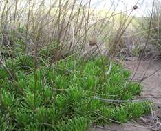 Image of Euryops dyeri Hutch.