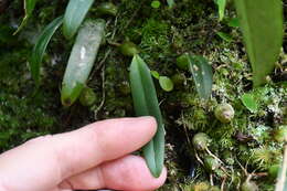 Image of Bulbophyllum japonicum (Makino) Makino