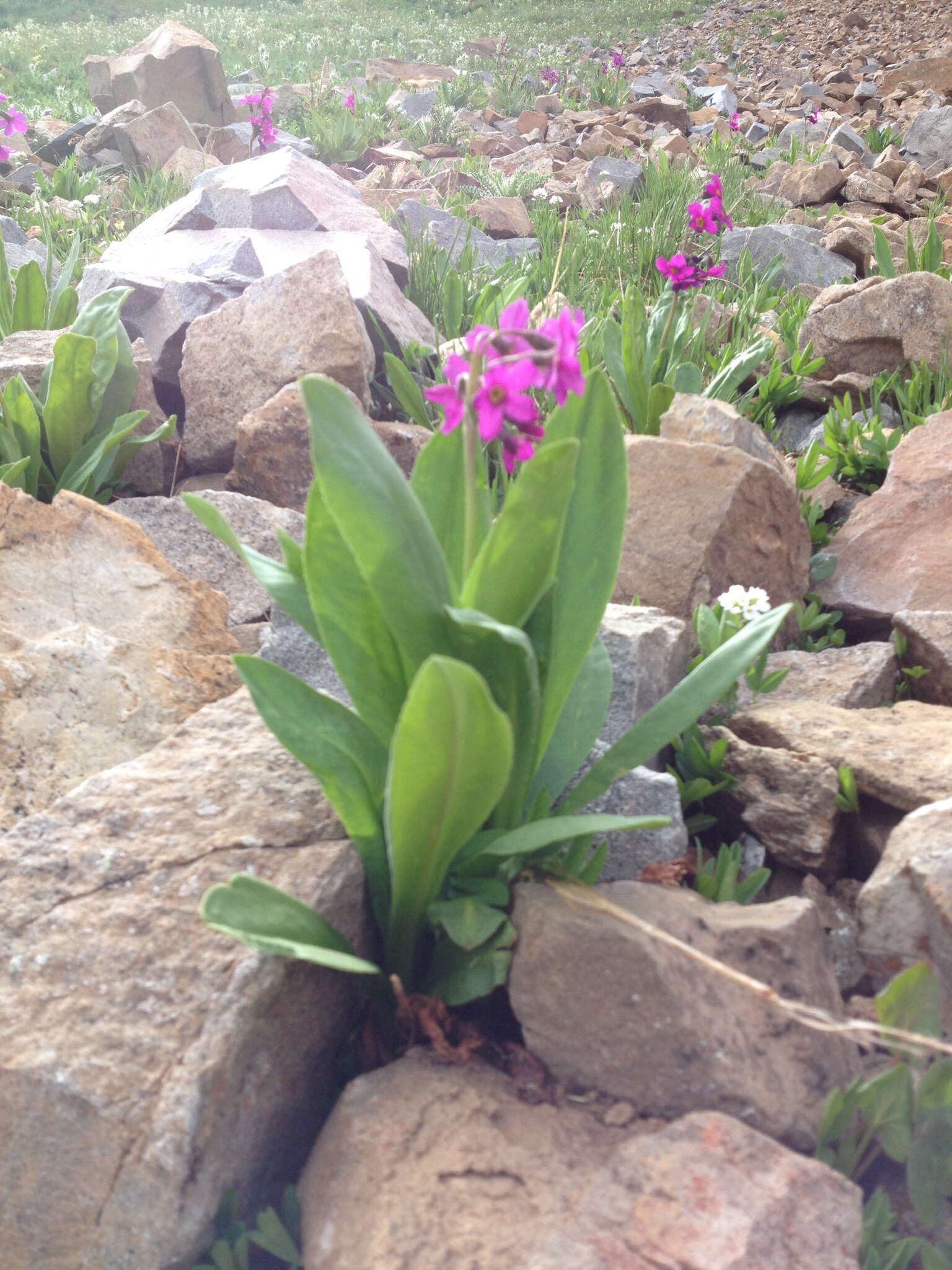 Primula parryi A. Gray resmi