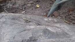 Image of Thin Tree Iguana