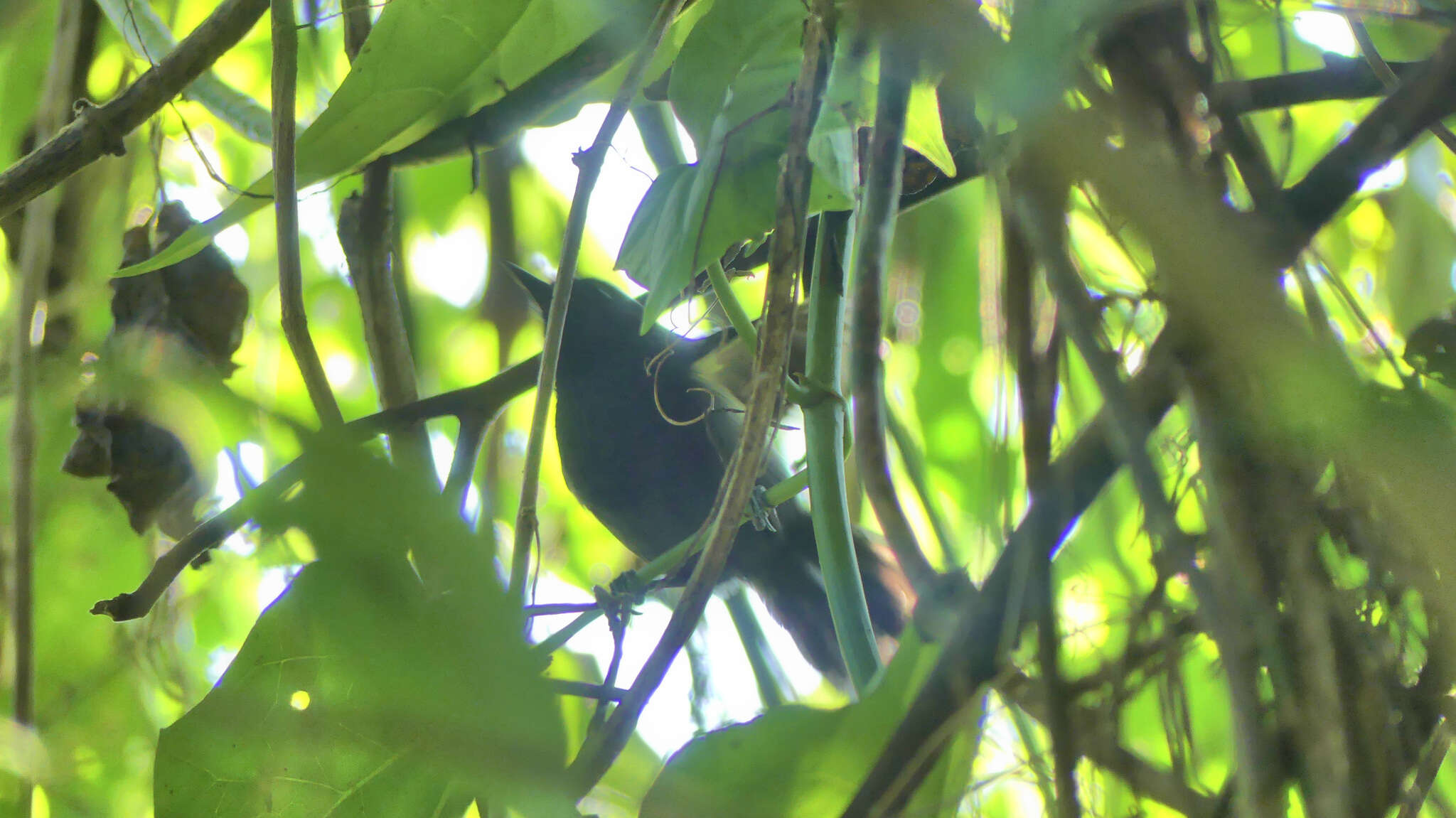 Image of Black-hooded Antwren