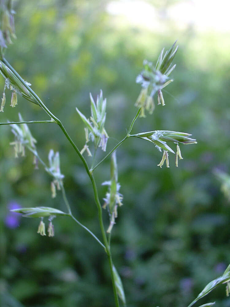 Image of English Bluegrass