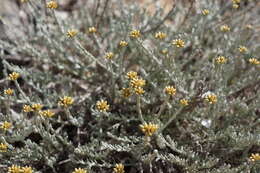 Слика од Helichrysum italicum subsp. microphyllum (Willd.) Nym.