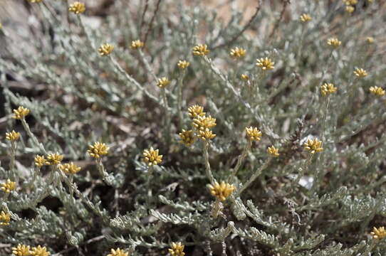 Слика од Helichrysum italicum subsp. microphyllum (Willd.) Nym.