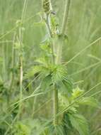 Image of Agrimony