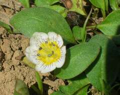 Слика од Hesperochiron pumilus (Griseb.) Porter