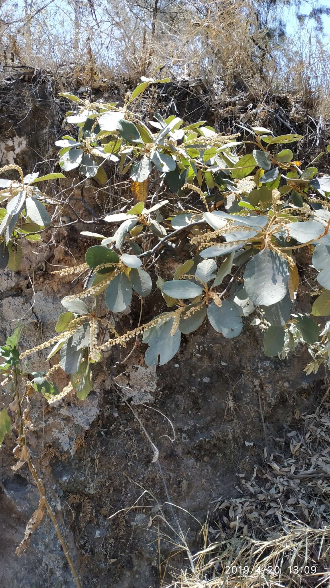 Image of Clethra rosei Britton