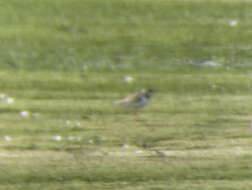 Image of ringed plover, common ringed plover