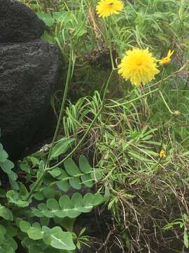 Image of Sonchus latifolius (Lowe) R. Jardim & M. Seq.