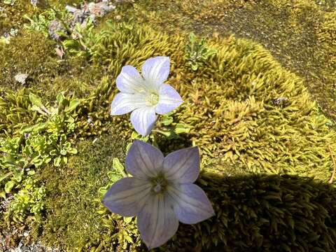 Image of Wahlenbergia pygmaea Colenso