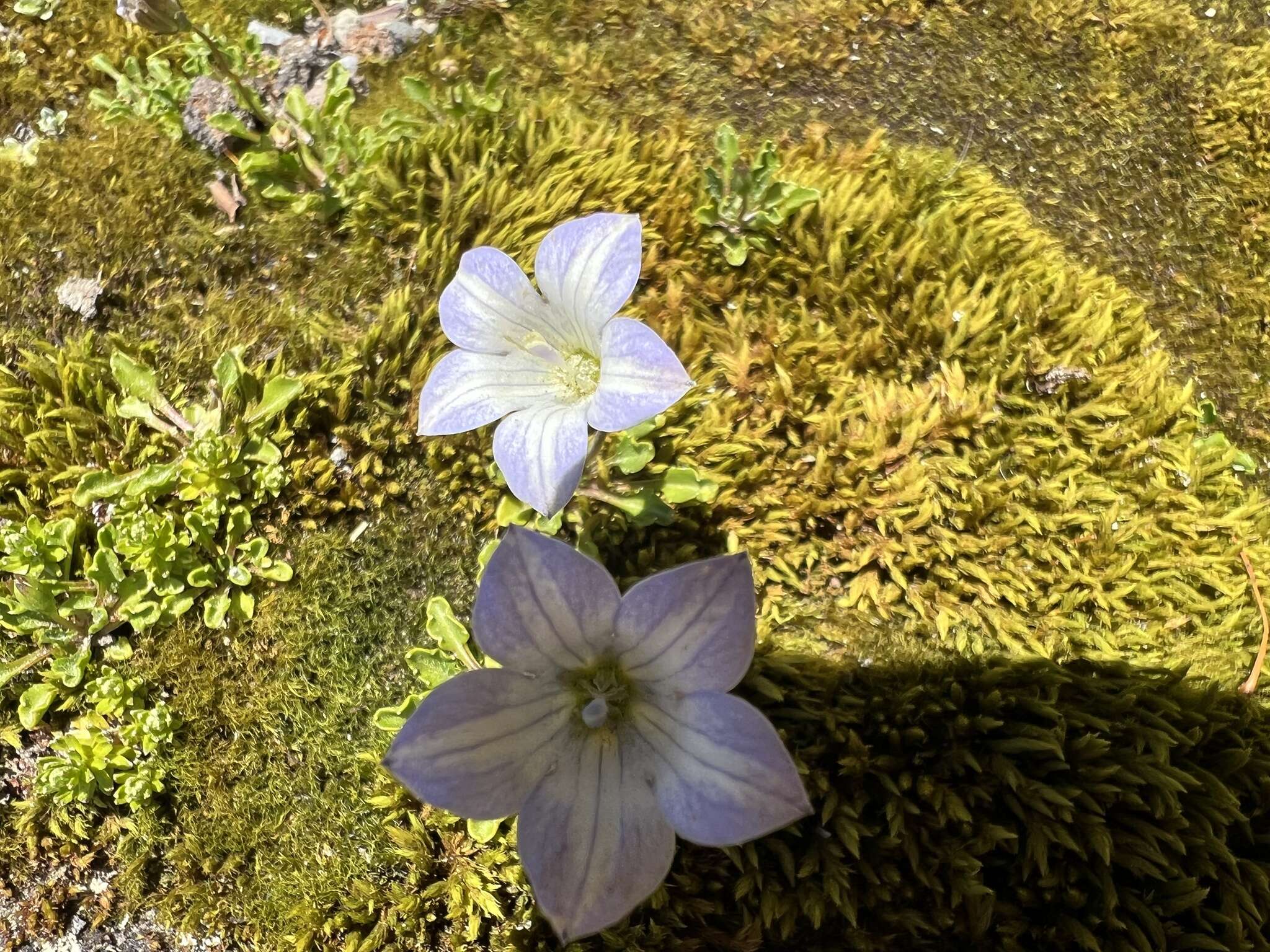 صورة Wahlenbergia pygmaea subsp. drucei J. A. Petterson