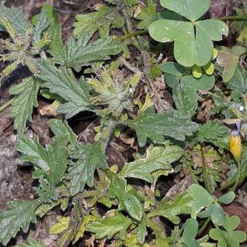 Image of mock vervain