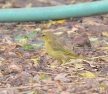 Image of Taveta Golden Weaver