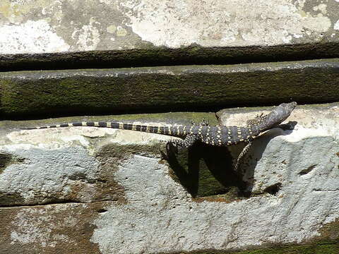 Image of Varanus salvator bivittatus (Kuhl 1820)