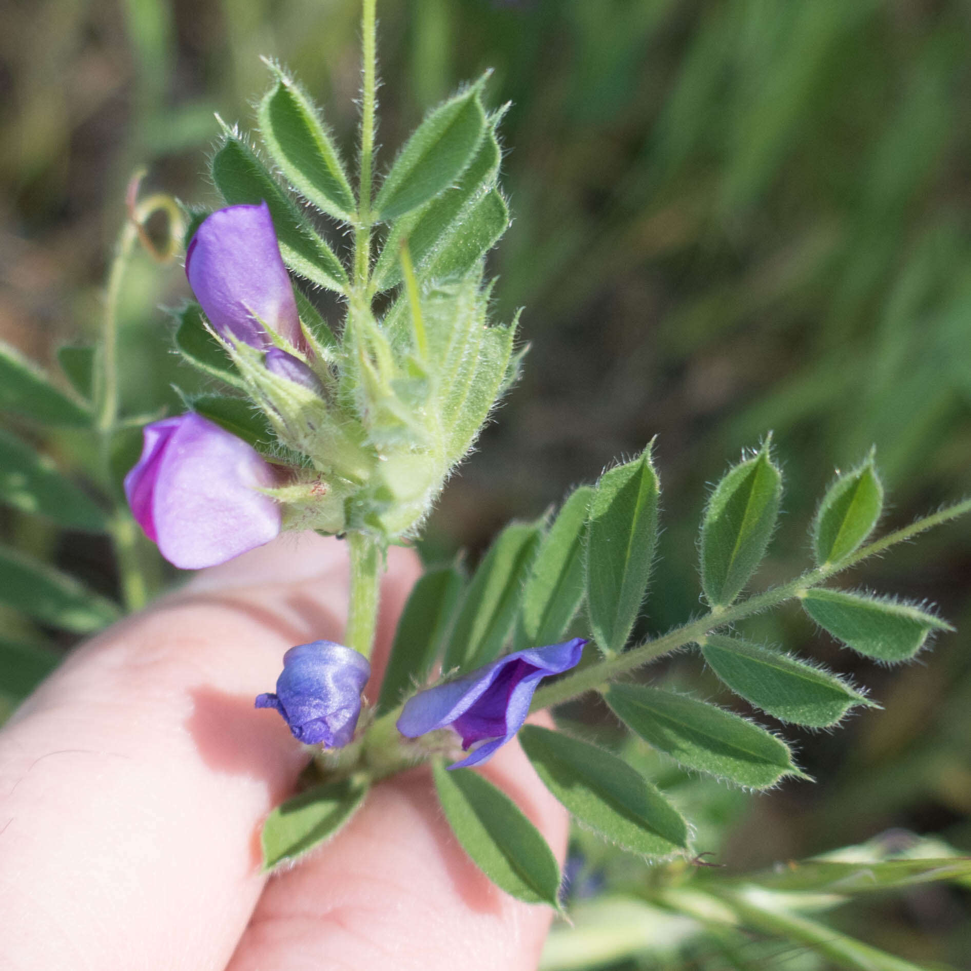 Imagem de Vicia sativa subsp. sativa