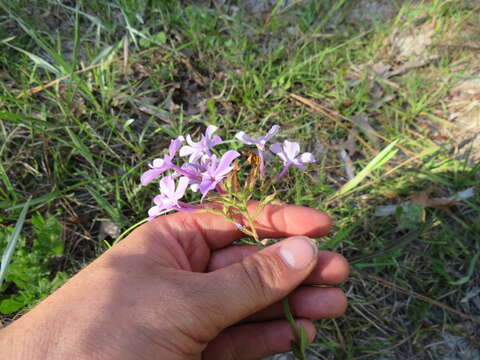 Imagem de Phlox floridana Benth.