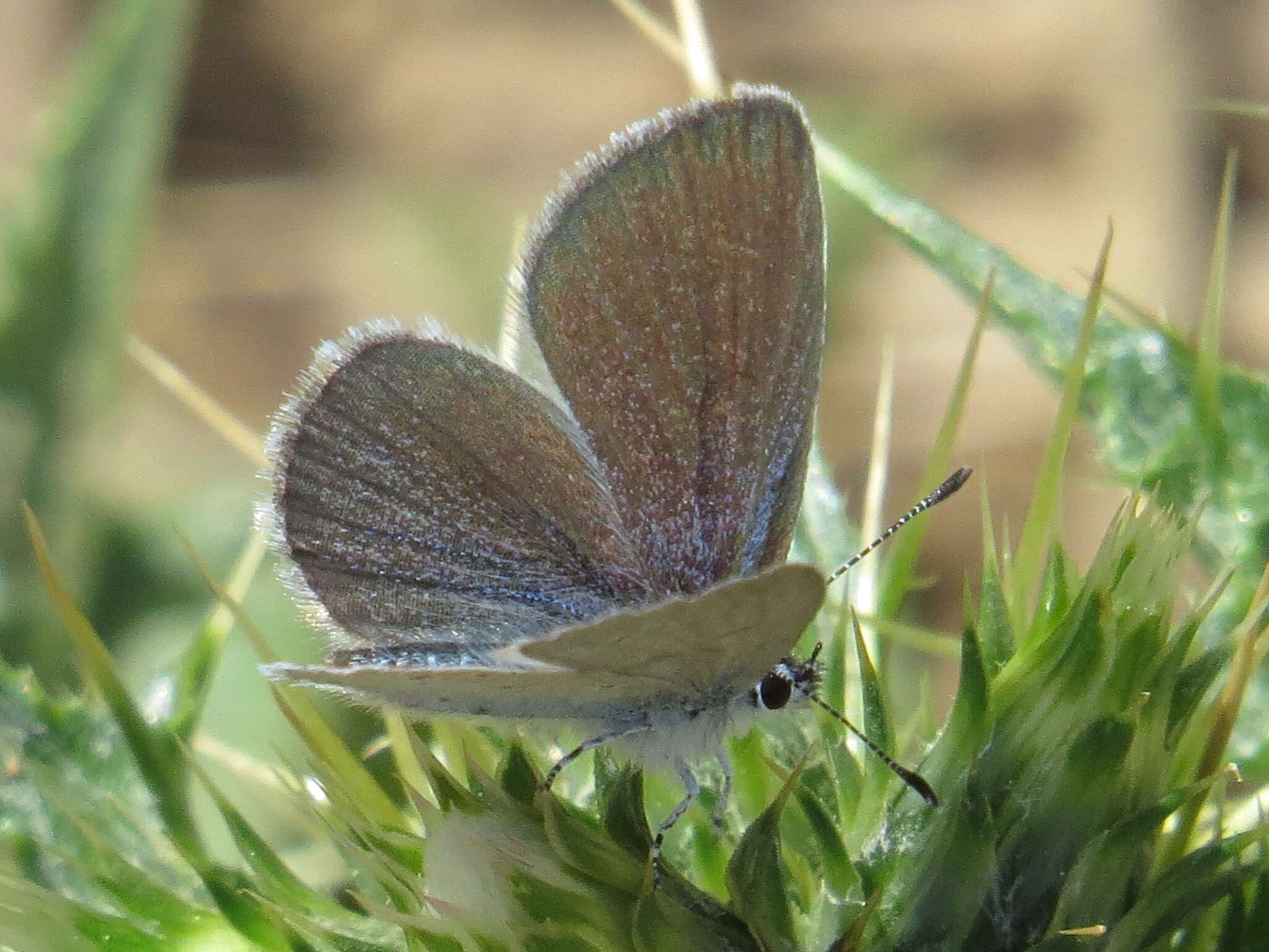 Image of Lorquin’s Blue