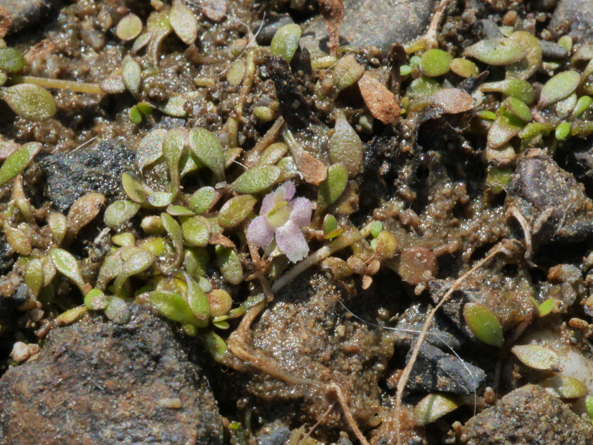 Imagem de Glossostigma elatinoides (Benth.) Benth. ex Hook. fil.