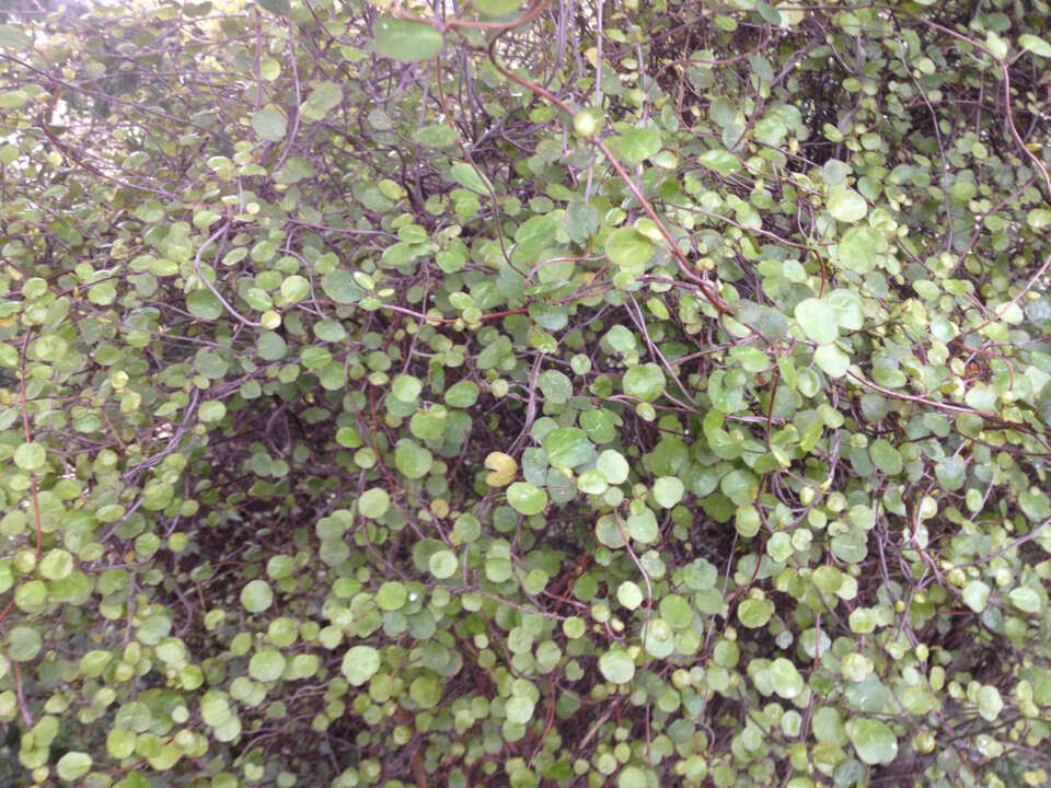 Image of maidenhair vine