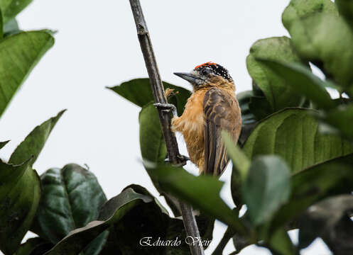 Image of Ochraceous Piculet