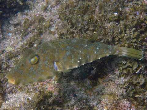 Image of Longnose Puffer