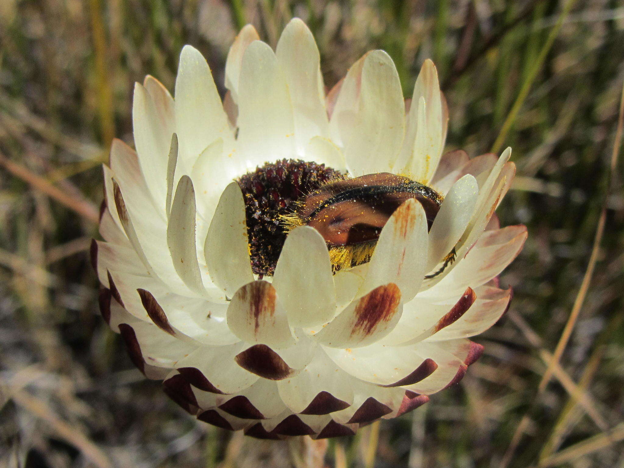 Plancia ëd Syncarpha variegata (Berg.) B. Nord.