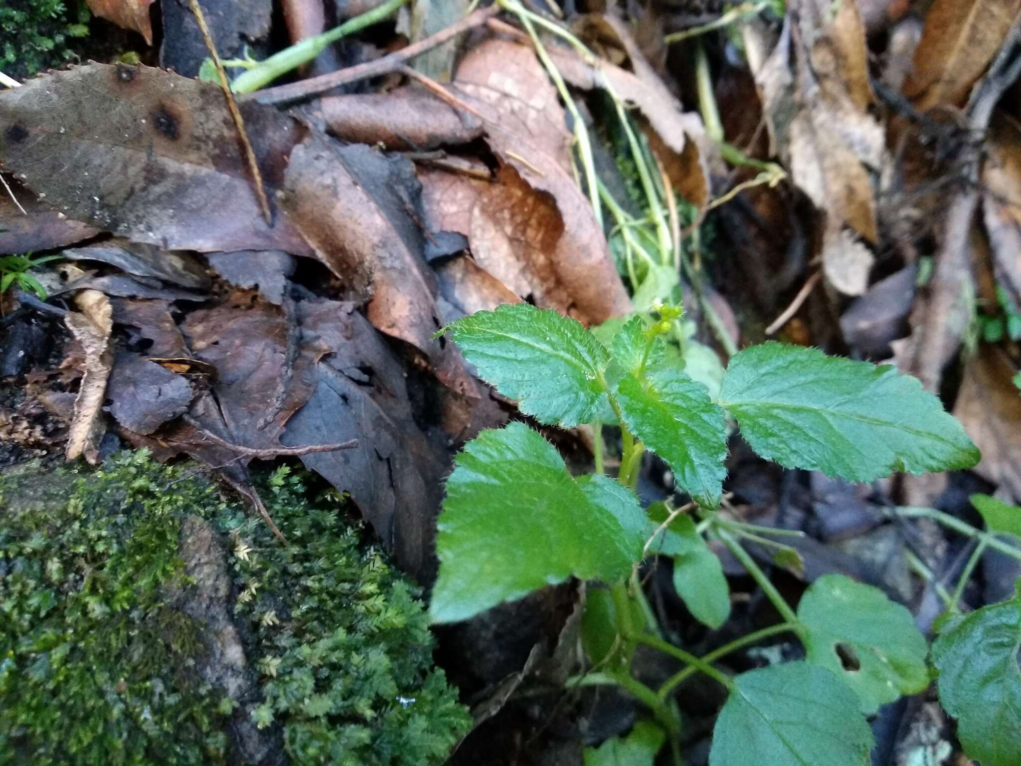 Imagem de Leidesia procumbens (L.) Prain