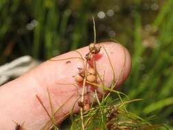 Image of pondweed