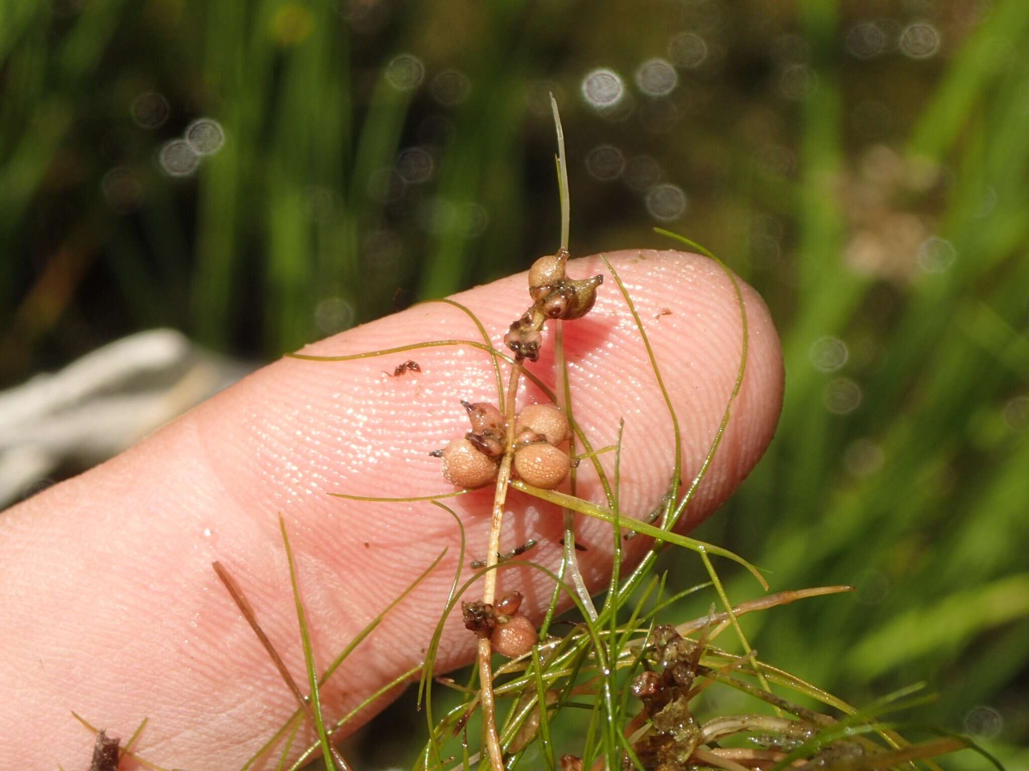 Image of pondweed