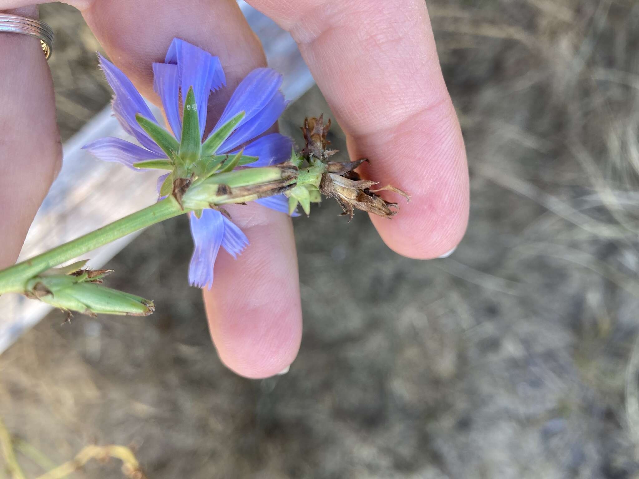 Image of Cichorium intybus subsp. intybus