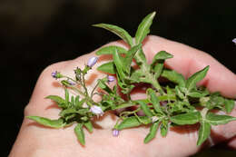 Image of Solanum palitans C. V. Morton