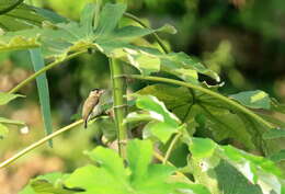 Image of Plain-breasted Piculet