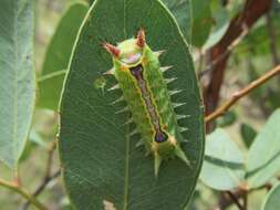 Image of Comana collaris Walker 1865