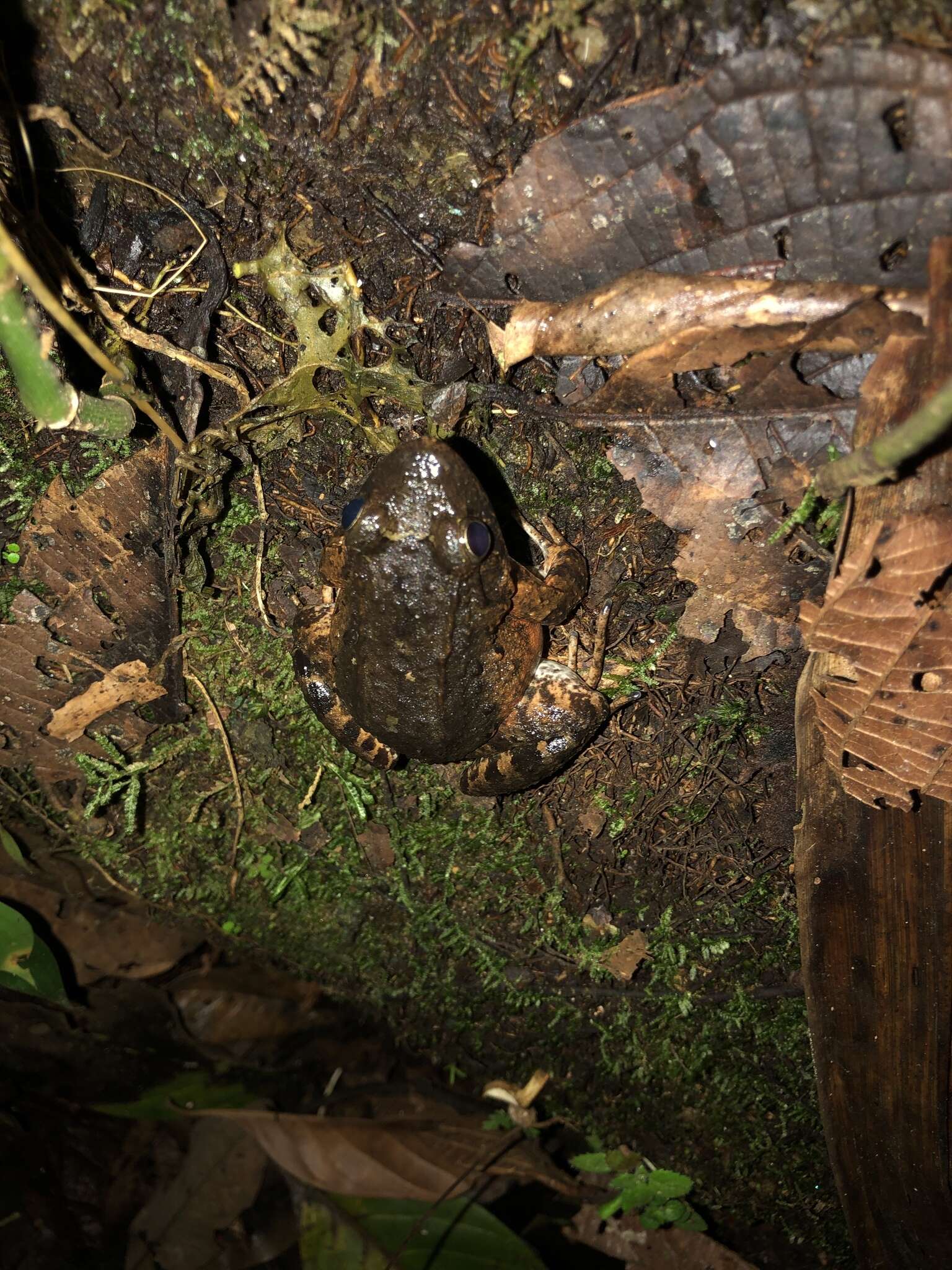 Imagem de Leptodactylus wagneri (Peters 1862)