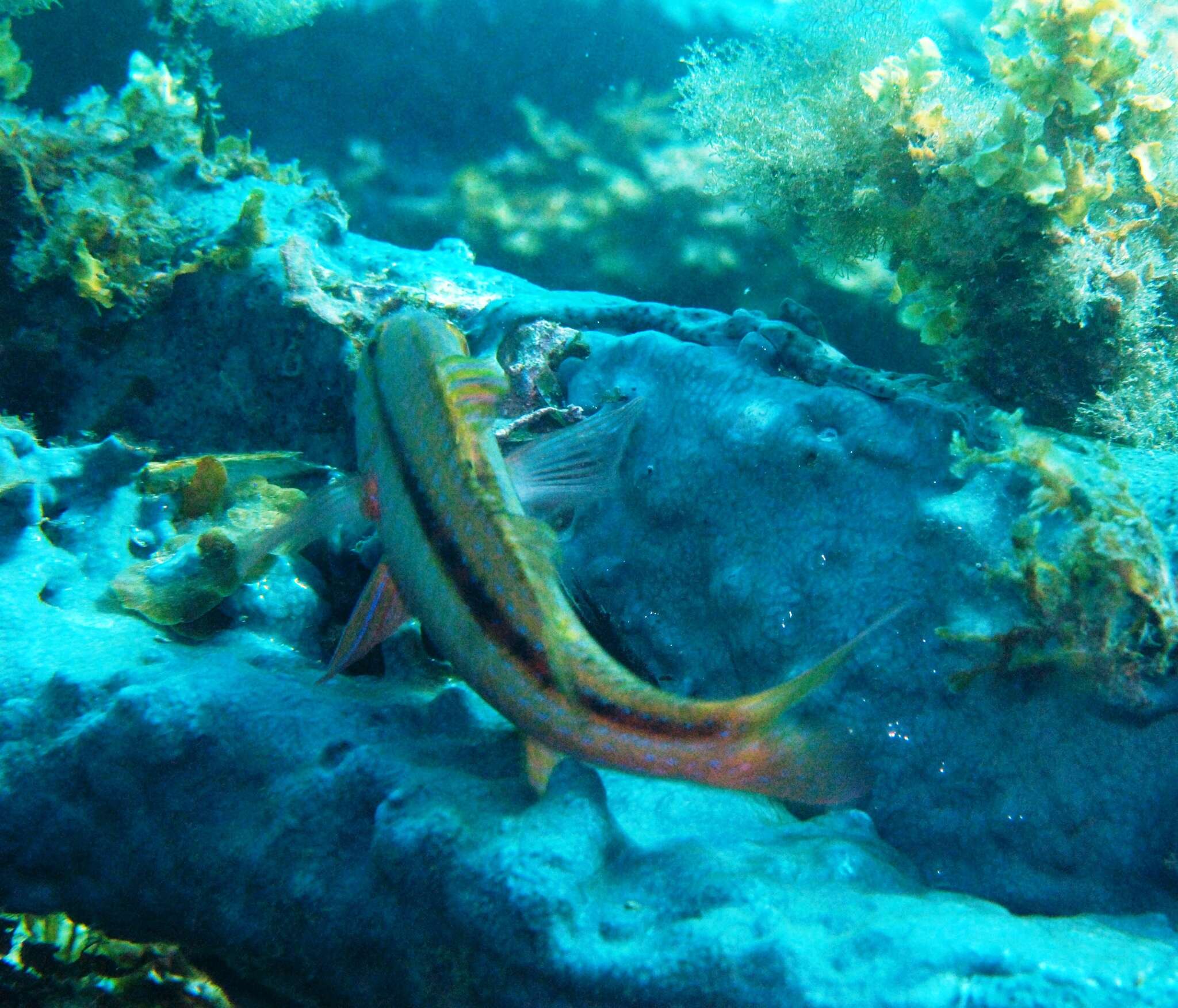 Image of Black-striped goatfish