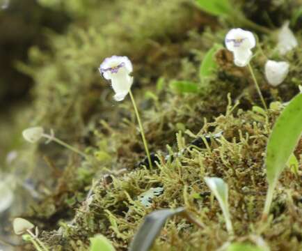 Image of Utricularia jamesoniana Oliv.