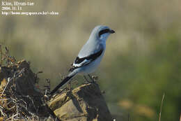 Image of Chinese Grey Shrike