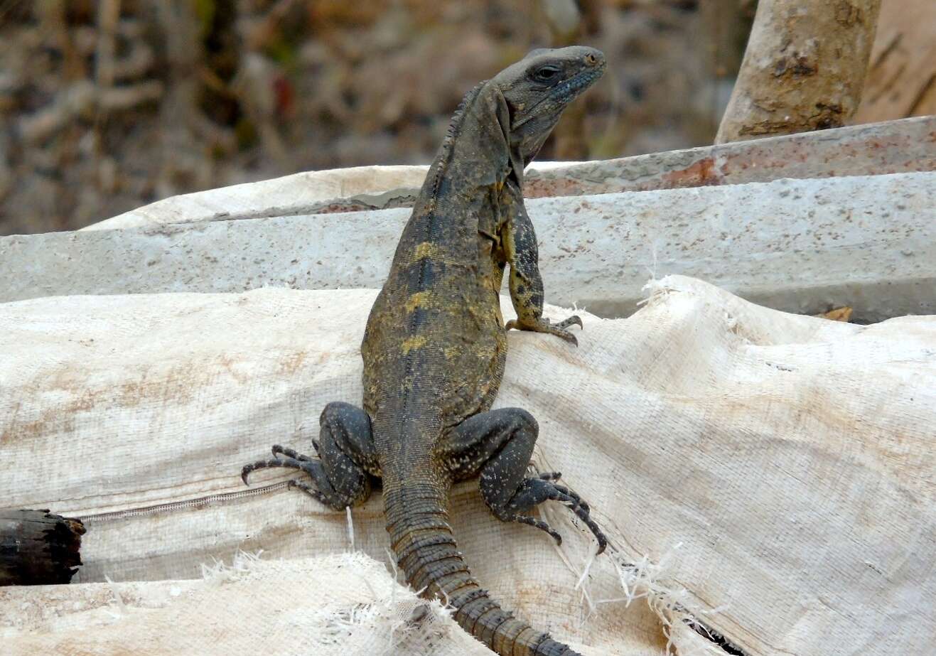 Image of Western Spiny-tailed Iguana