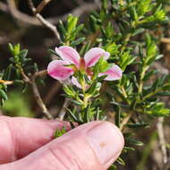 Image of Adenandra uniflora (L.) Willd.