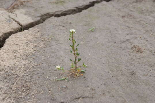 Image of Danish scurvygrass