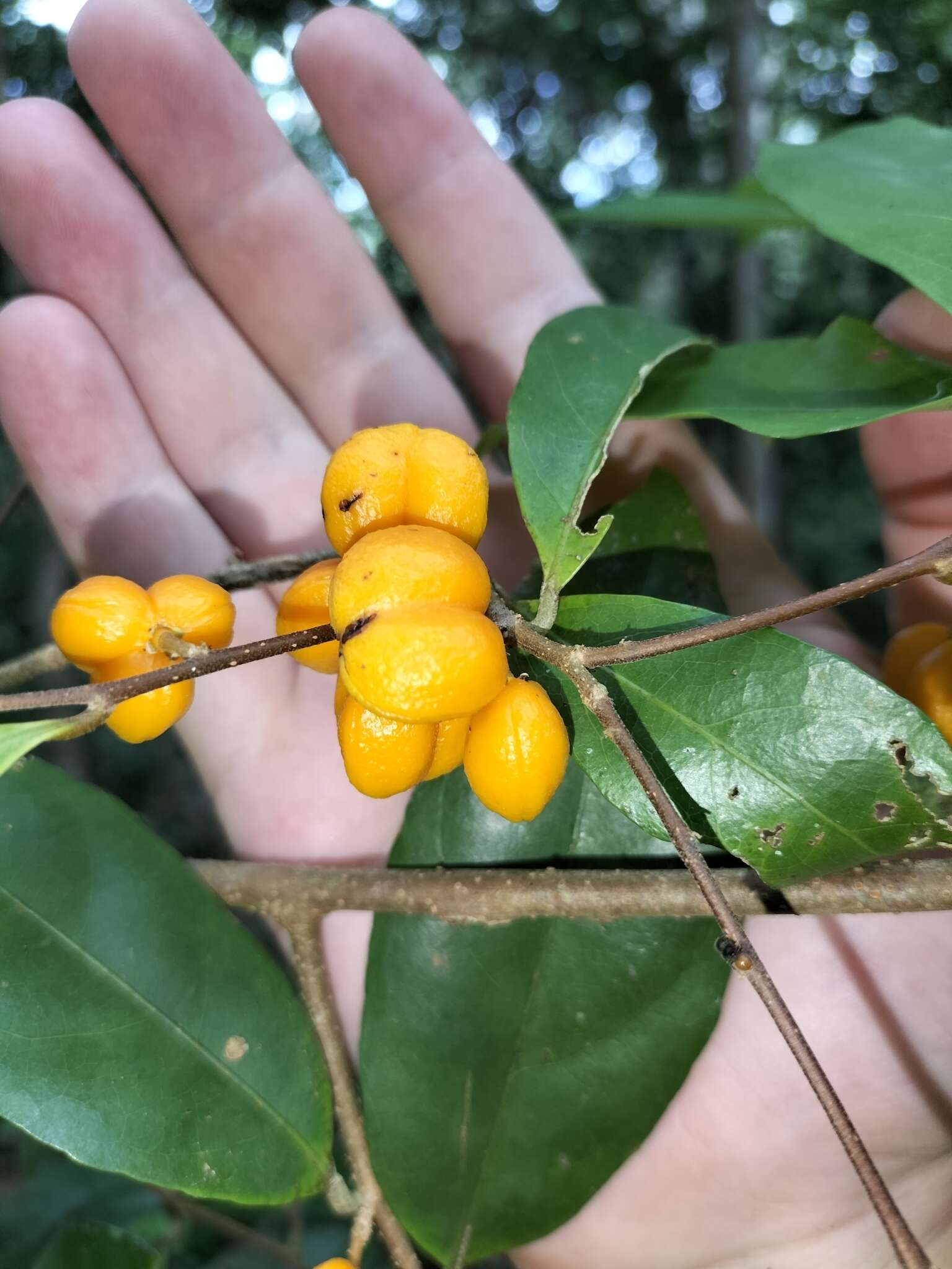 Imagem de Dichapetalum papuanum (Becc.) Boerl.