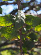 Image of Citharexylum ilicifolium Kunth