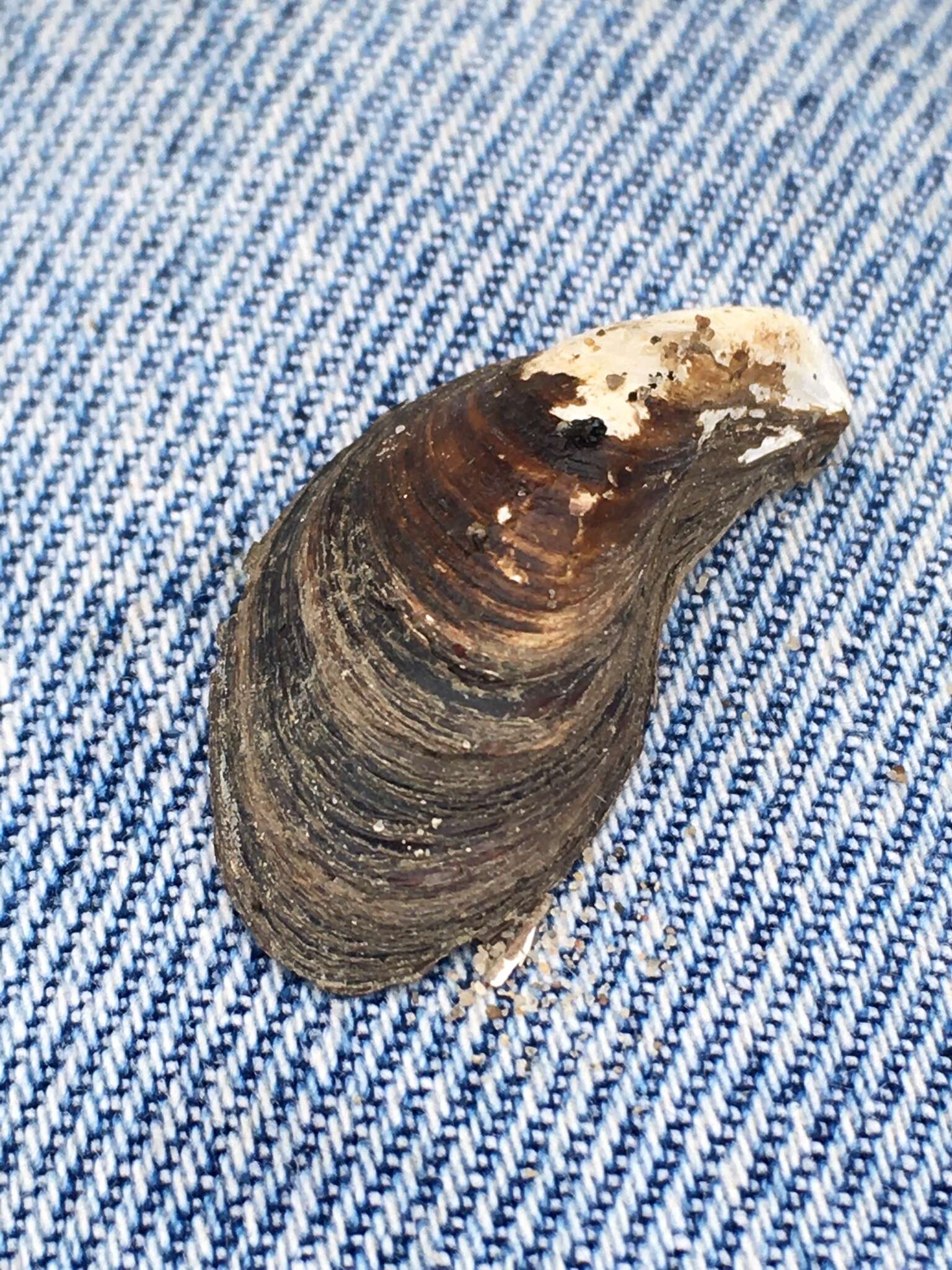 Image of quagga mussel