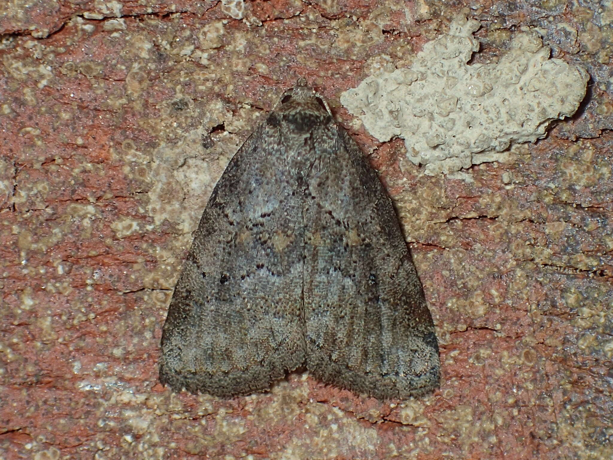 Image of White-lined Graylet