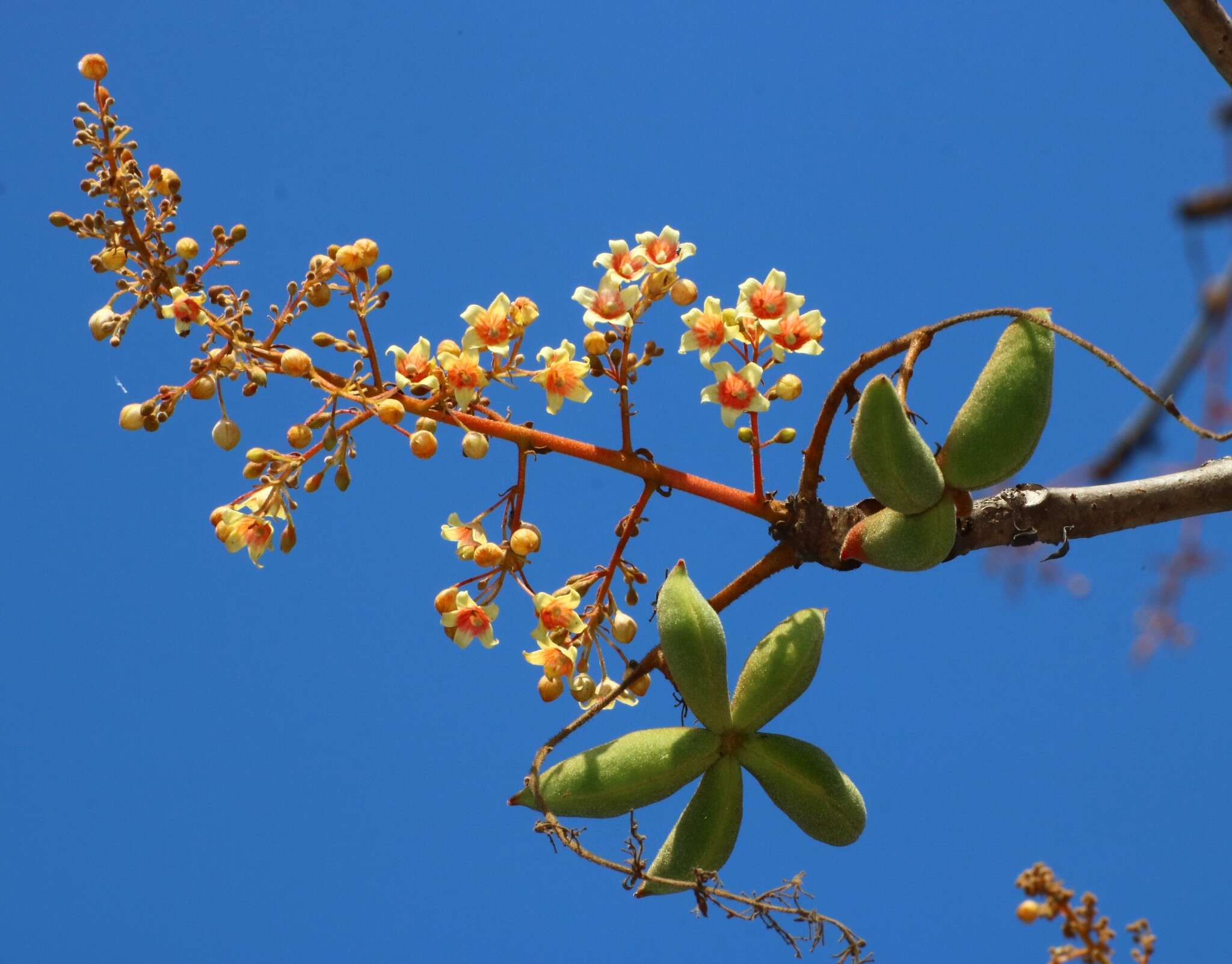 Image of Sterculia villosa Roxb.